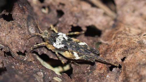 Réf. 148 824 : Tetrix subulata