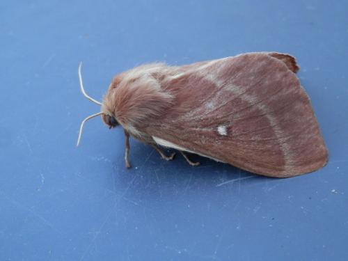 Lasiocampa trifolii