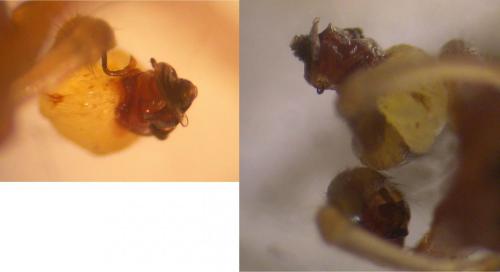 Réf. 148 025 : Linyphia triangularis