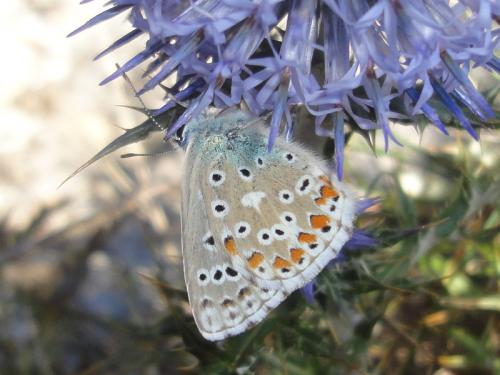 Réf. 148 988 : Polyommatus bellargus