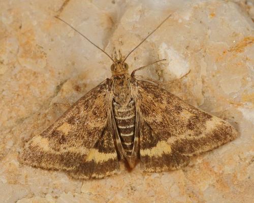 Réf. 148 409 : Pyrausta despicata