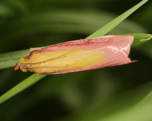 Oncocera semirubella