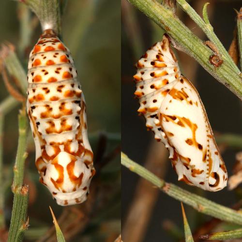 Melitaea didyma