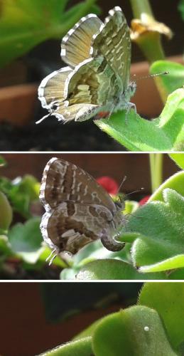 Cacyreus marshalli