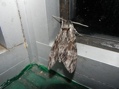 Agrius convolvuli