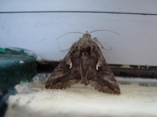 Autographa gamma