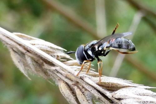 Réf. 148 560 : Paragus sp.
