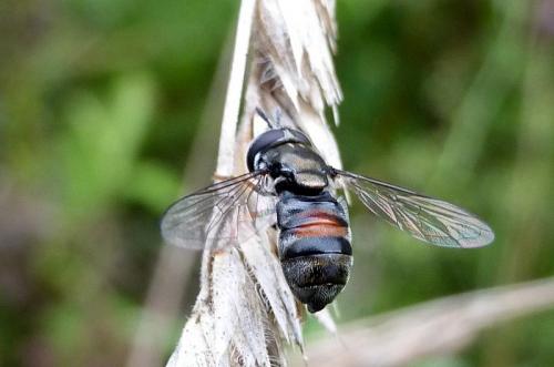 Réf. 148 561 : Paragus sp.