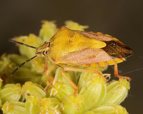 Carpocoris purpureipennis