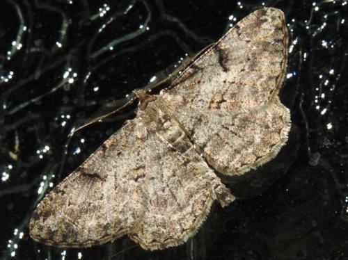 Peribatodes rhomboidaria