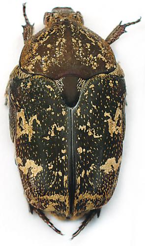 Réf. 148 849 : Protaetia fusca
