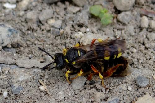 Réf. 148 077 : Cerceris rybyensis