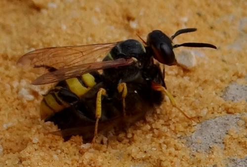 Réf. 148 079 : Philanthus triangulum