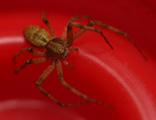 Philodromus sp.