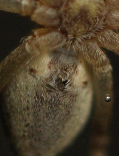 Philodromus sp.