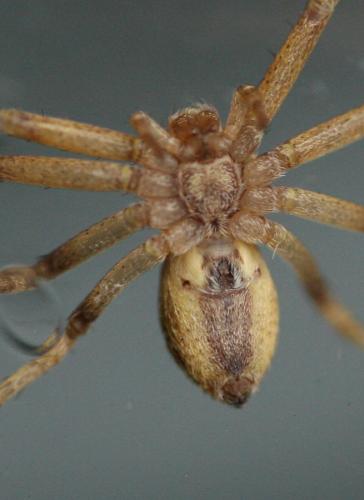 Philodromus sp.