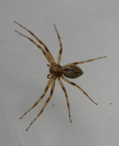 Philodromus sp.