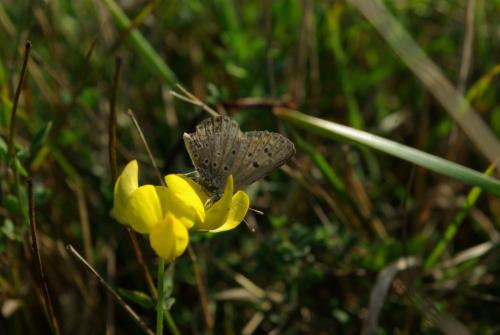 Aricia agestis