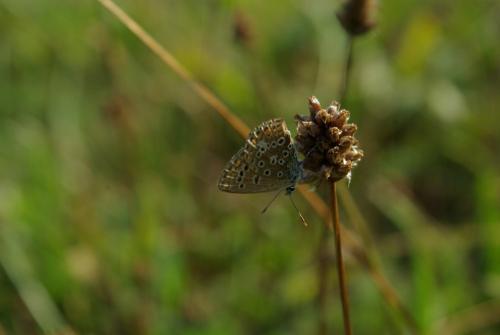 Polyommatus icarus
