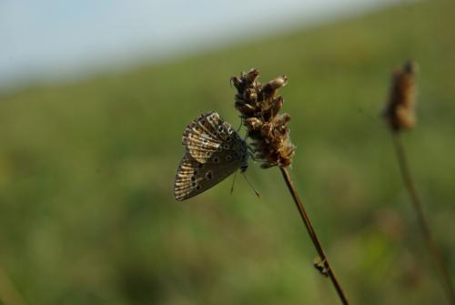 Réf. 148 434 : Polyommatus icarus