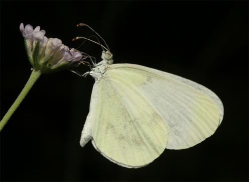 Leptidea sp.