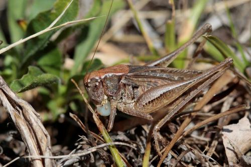 Réf. 148 267 : Platycleis albopunctata