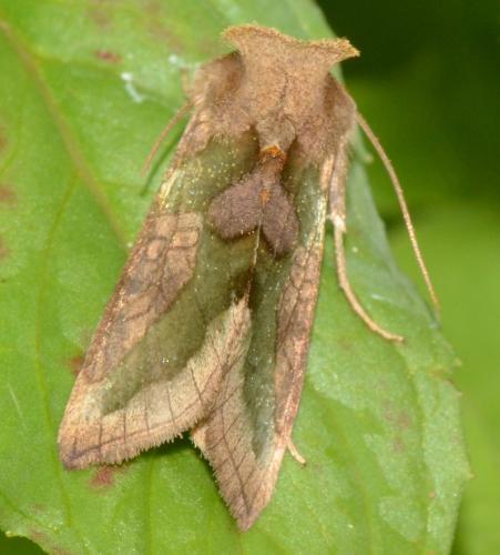 Réf. 148 269 : Diachrysia chrysitis