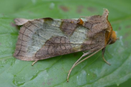Réf. 148 270 : Diachrysia chrysitis