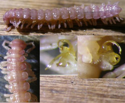 Réf. 148 103 : Propolydesmus testaceus