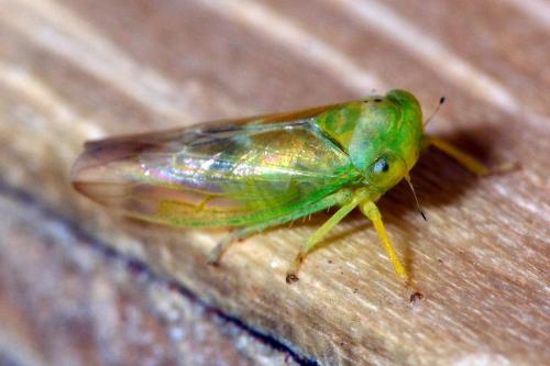 Réf. 148 474 : Populicerus confusus