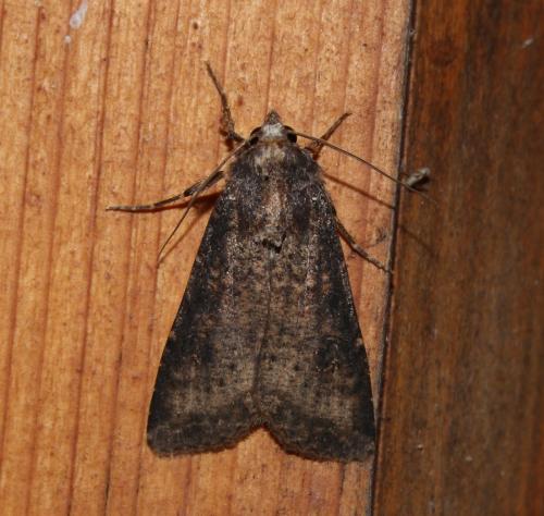 Réf. 148 815 : Peridroma saucia