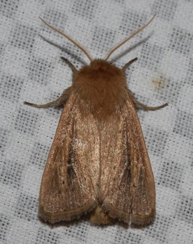 Réf. 148 829 : Sesamia nonagrioides