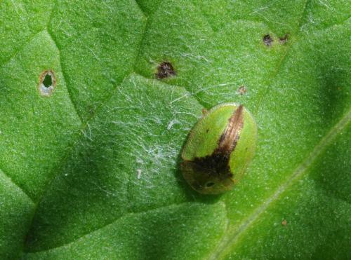Réf. 148 149 : Cassida sp.