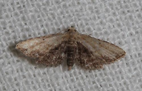 Réf. 148 989 : Araeopteron ecphaea