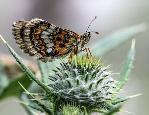 Melitaea sp.