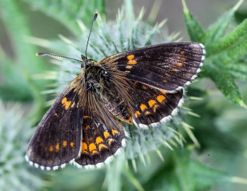 Réf. 148 407 : Melitaea sp.