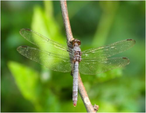 Rhodopygia pruinosa