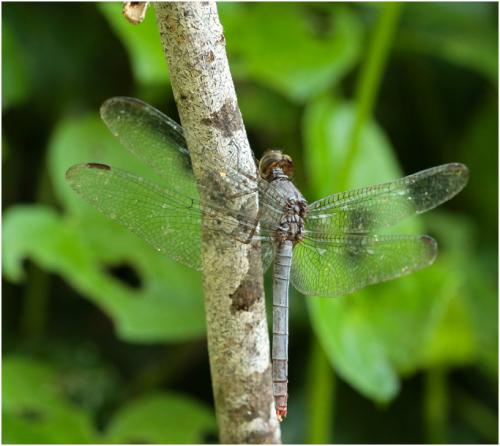 Réf. 148 209 : Rhodopygia pruinosa
