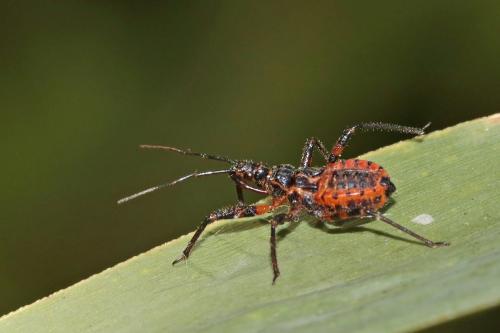 Rhynocoris annulatus