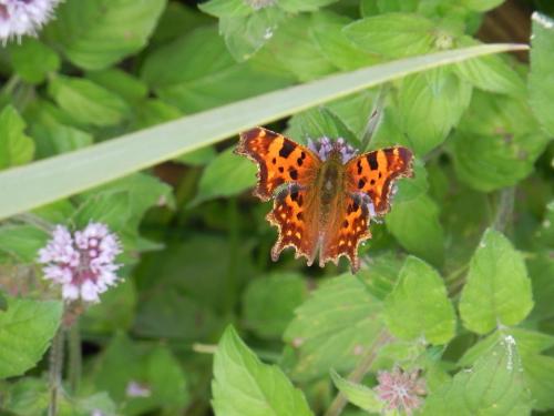 Réf. 148 945 : Polygonia c-album
