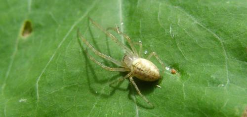 Metellina sp.