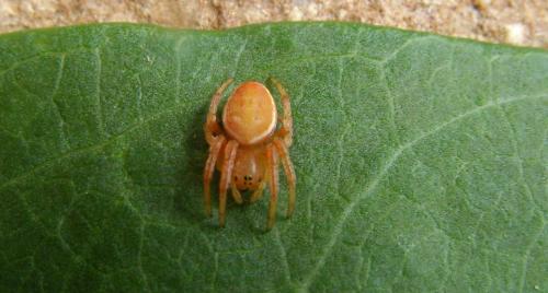 Araniella sp.
