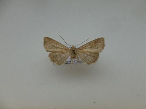 Parastichtis suspecta