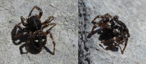 Réf. 148 949 : Attulus rupicola