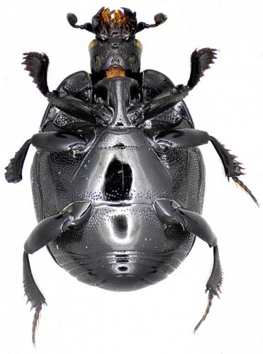 Réf. 148 048 : Saprinus planiusculus