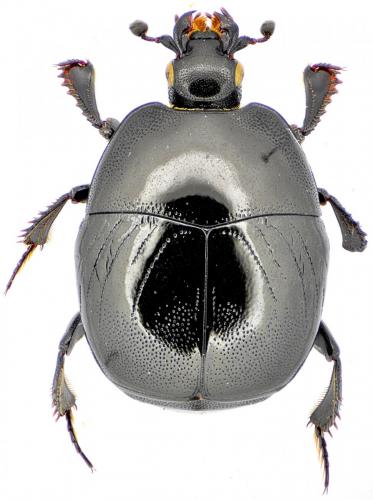 Réf. 148 047 : Saprinus planiusculus