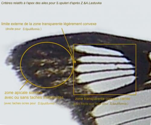 Synanthedon spuleri