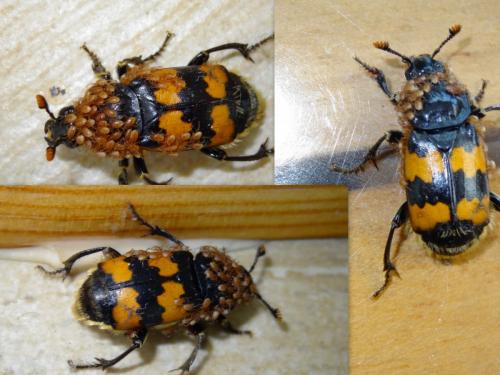 Nicrophorus vespillo