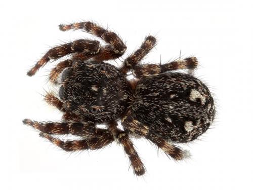 Réf. 148 541 : Attulus pubescens