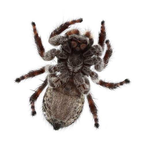 Réf. 148 542 : Attulus pubescens